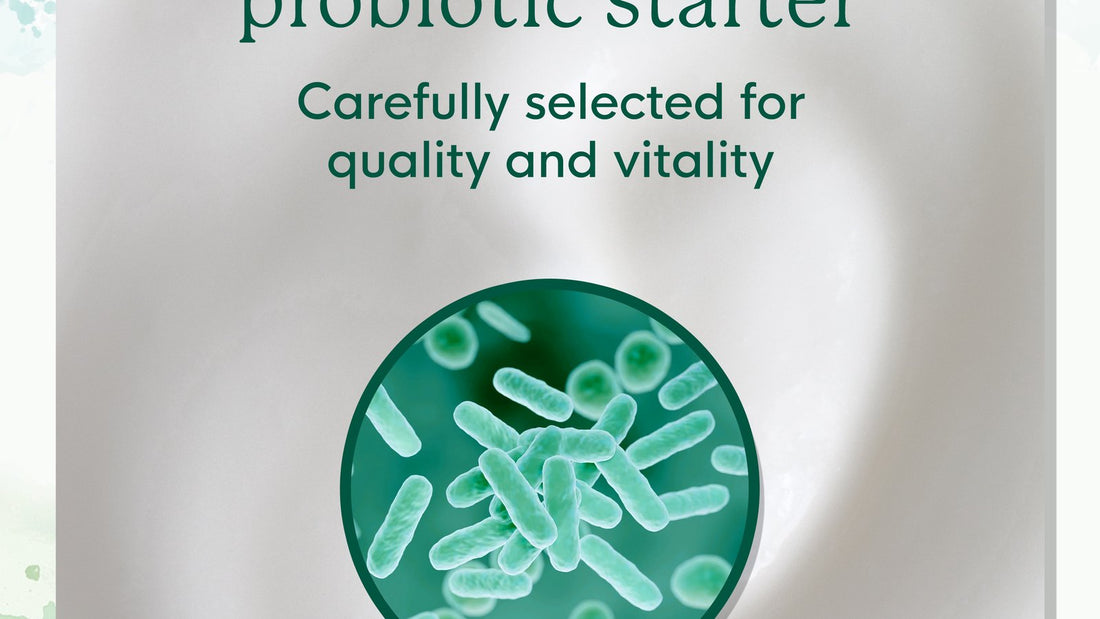 What Is Lactobacillus bulgaricus?